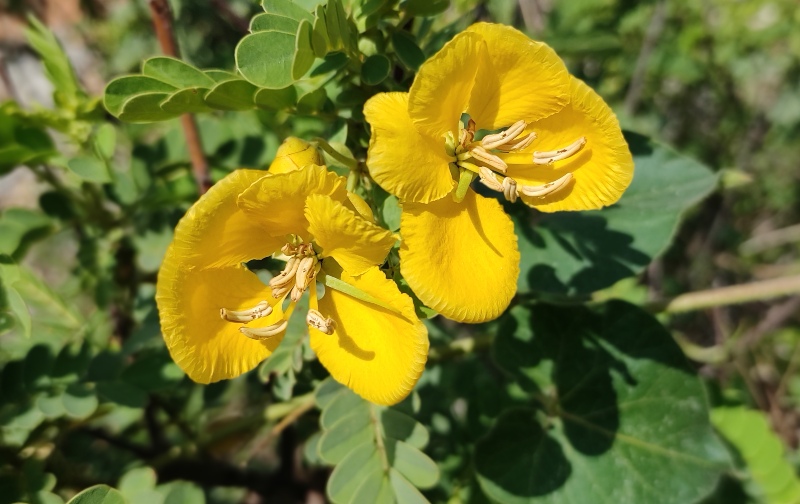 Partridge-Pea