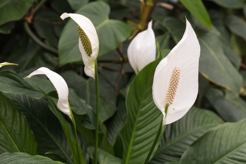 Peace-lily (1)