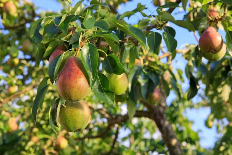 Pears