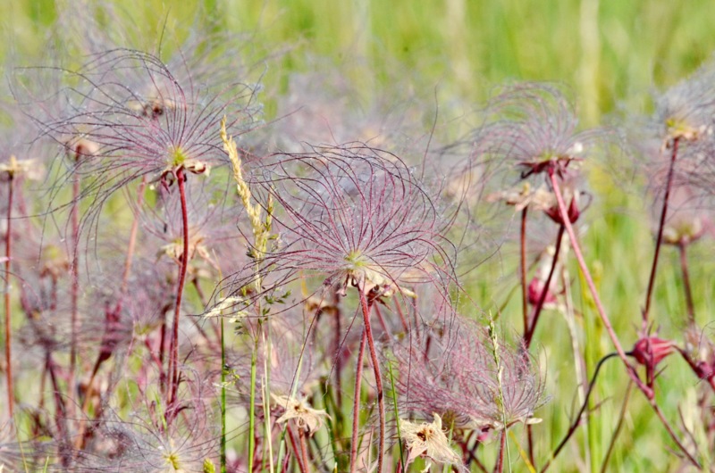 Prairie-Smoke-Wildflowers