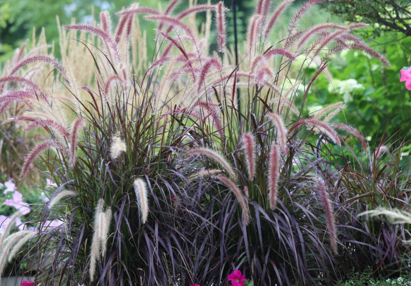 Fountain-Grass