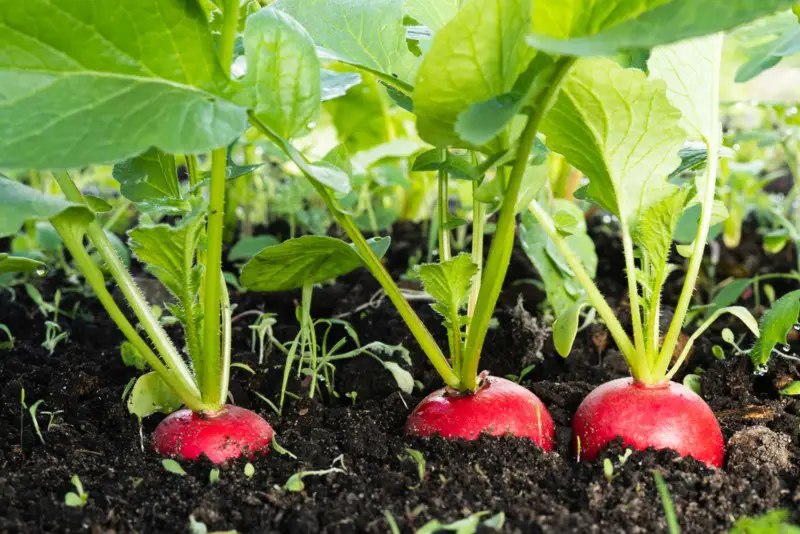 Radishes