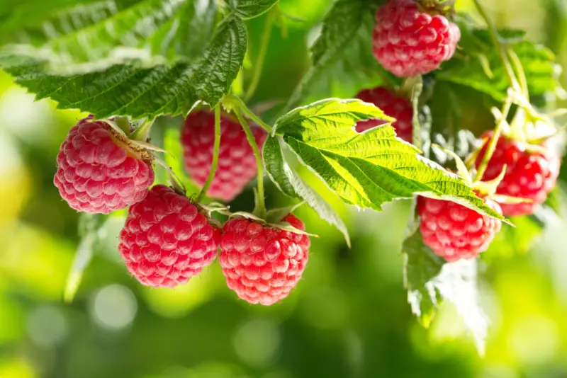 Raspberries