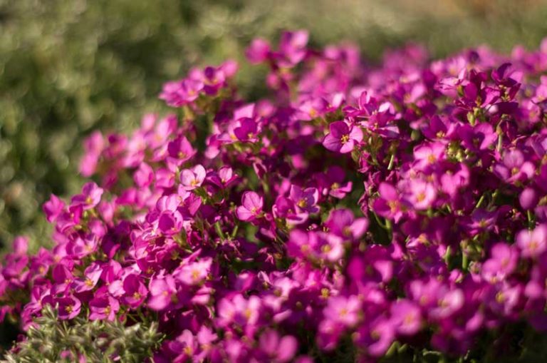 Growing Rock Cress Ground Cover (Aubrieta deltoidea) Garden Lovers Club