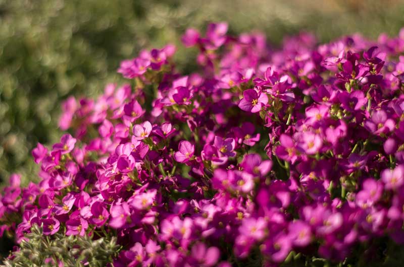 Rock Cress ground cover