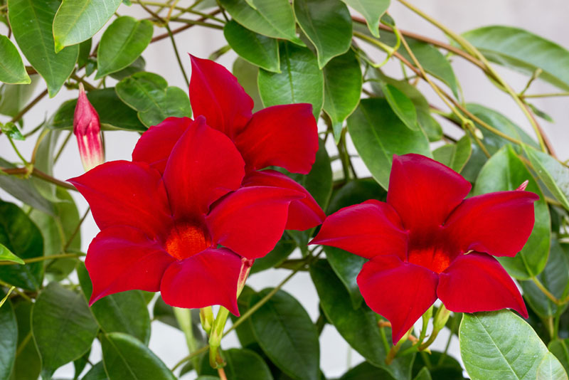 Rocktrumpet Mandevilla Sunmandecrim