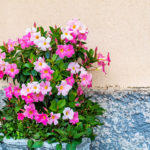 Rocktrumpet In pot