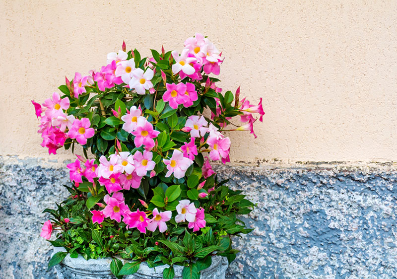 Rocktrumpet In pot