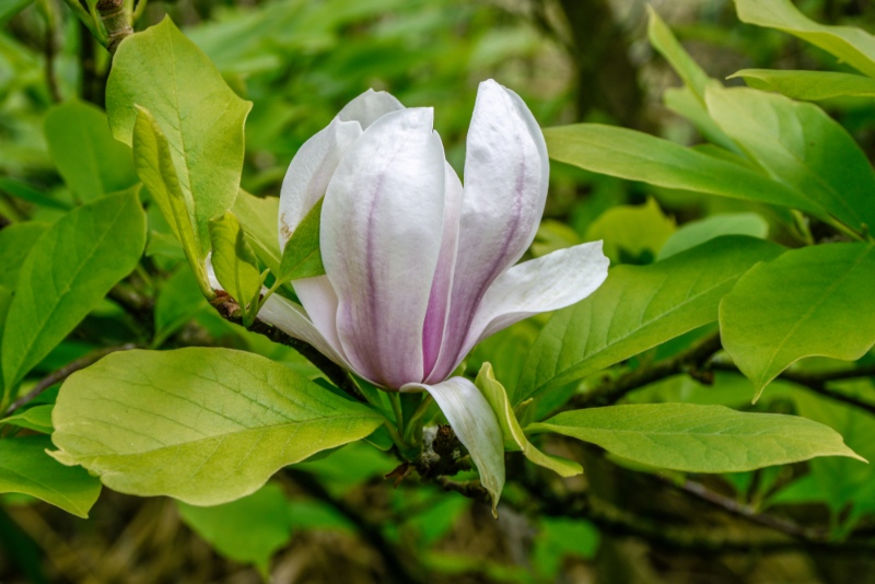 Saucer-Magnolia (Magnolia x soulangiana)