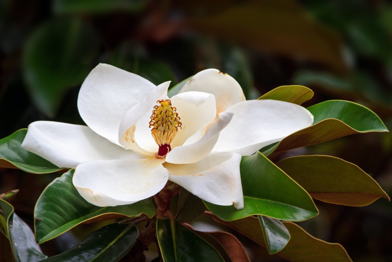 Southern-Magnolia (Magnolia grandiflora)