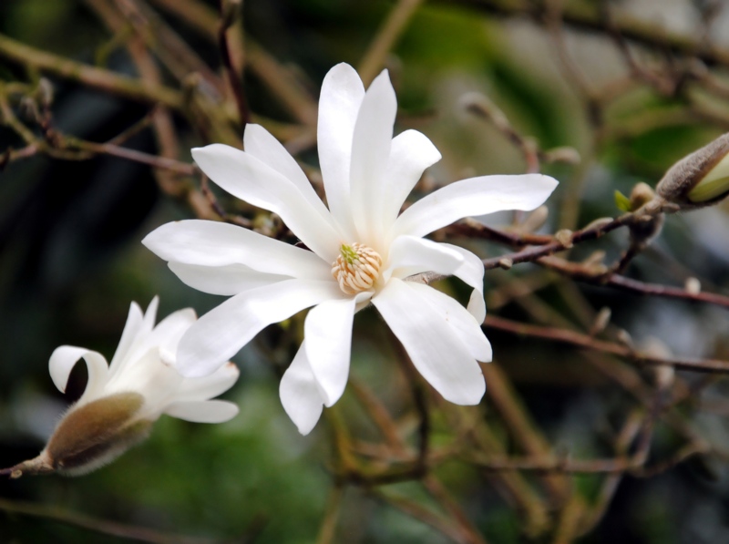 Star-Magnolia (Magnolia stellata)