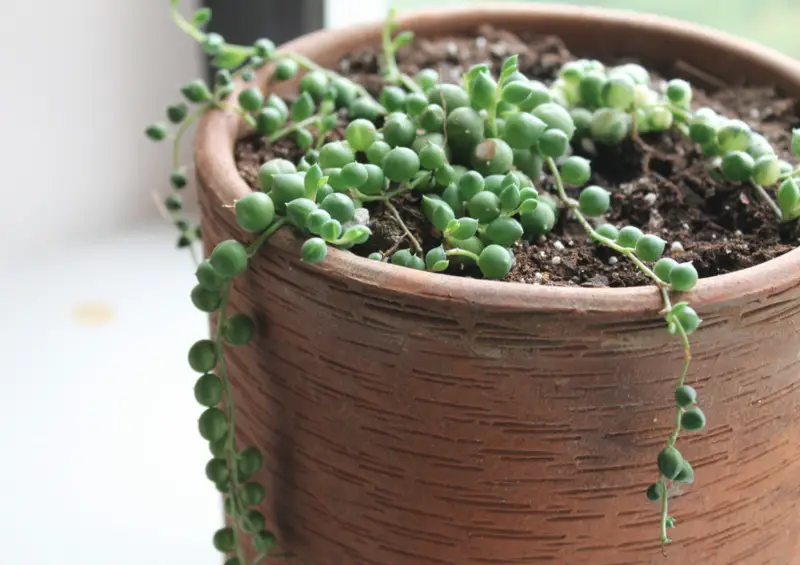 String-of-pearls