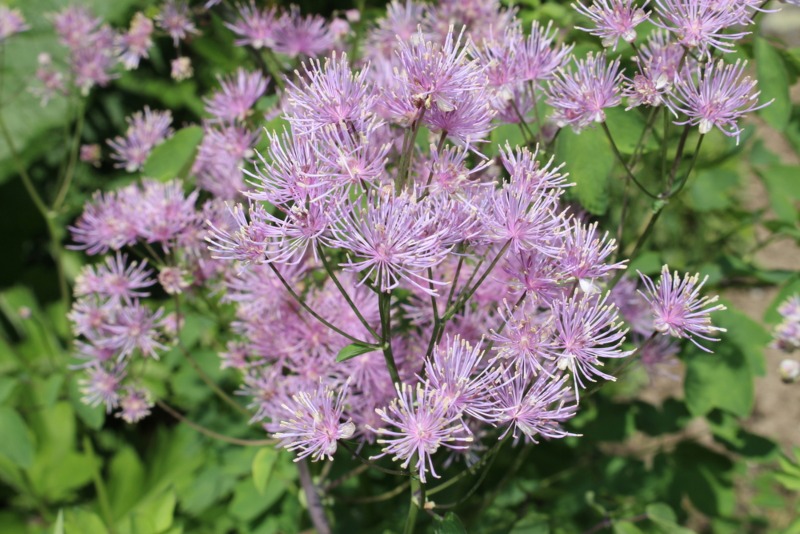 Thalictrum-Meadow-Rue