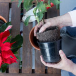 Transplant Poinsettias