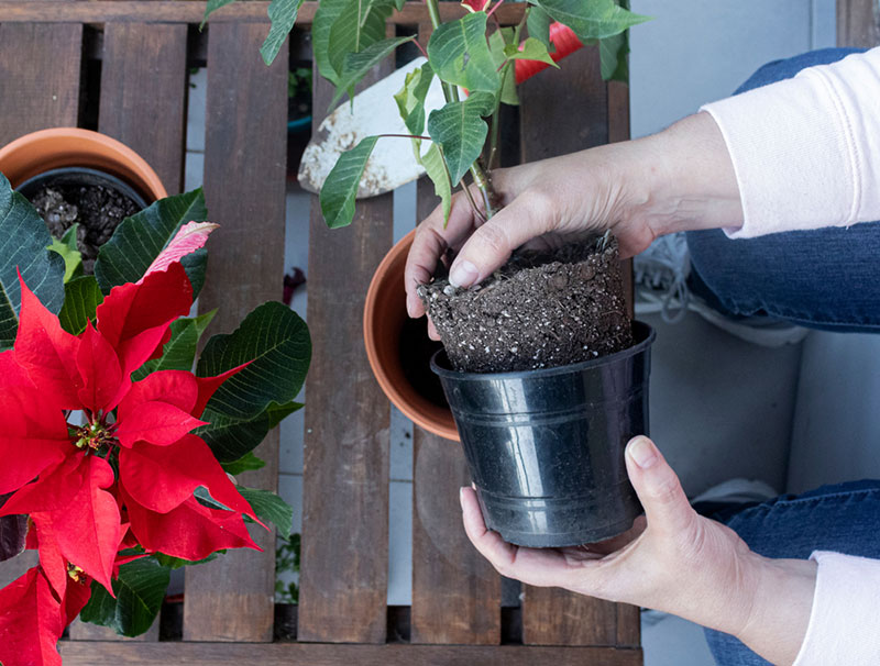 Transplant Poinsettias