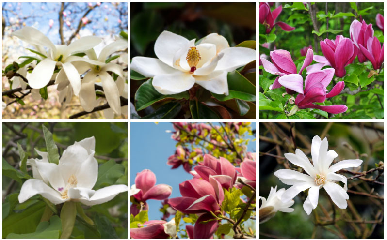 Different Varieties of Magnolias