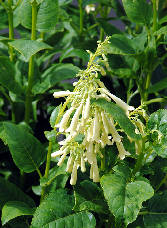 White Cape Fuchsia