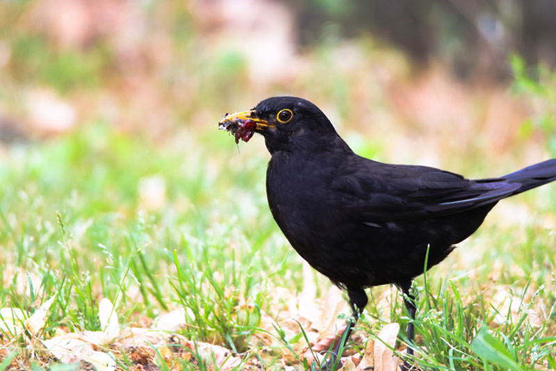 bird eating insect