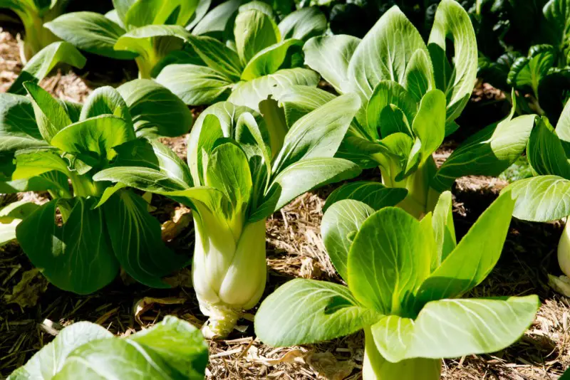 bok-choy