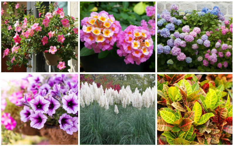 front entryway plants