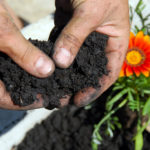 healthy Garden Soil