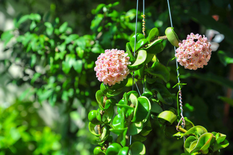 How to Get Hoya Plants to Bloom Garden Lovers Club