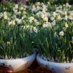 narcissus paperwhites