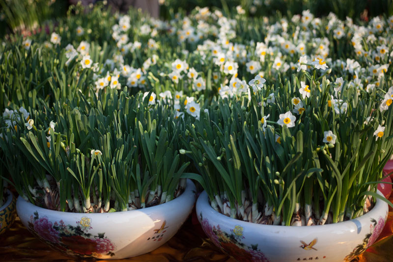 narcissus paperwhites