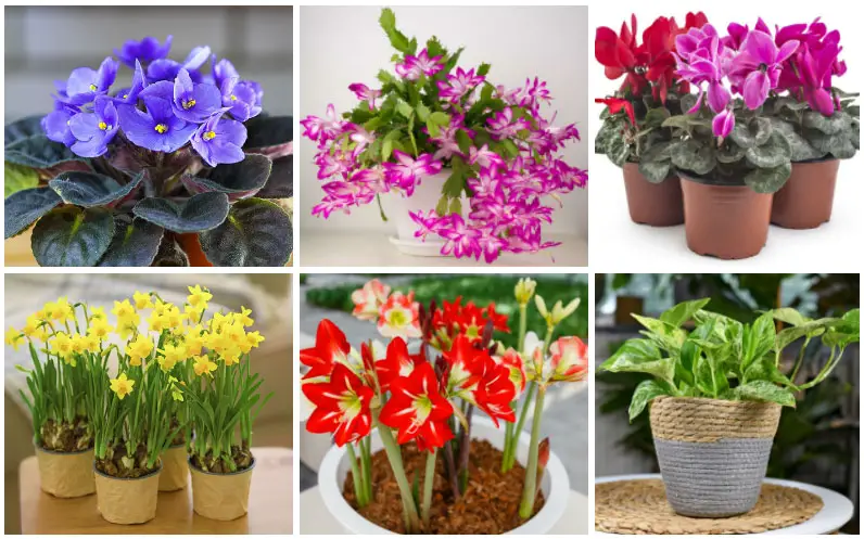 houseplants for gifts