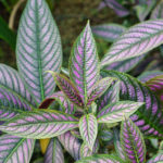 propagate Persian shield