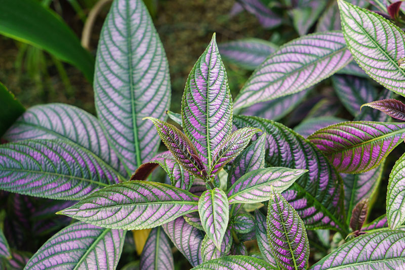 propagate Persian shield