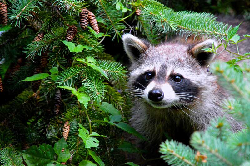 raccoon in garden