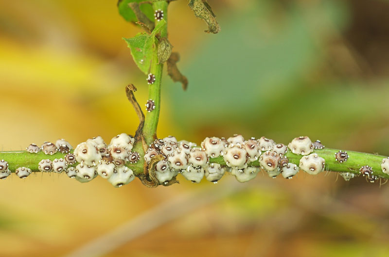 scale insects on plant