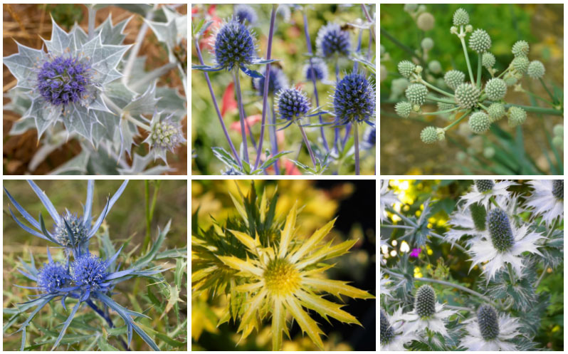 sea holly varieties