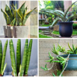 snake plant varieties