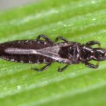 Plant Thrips