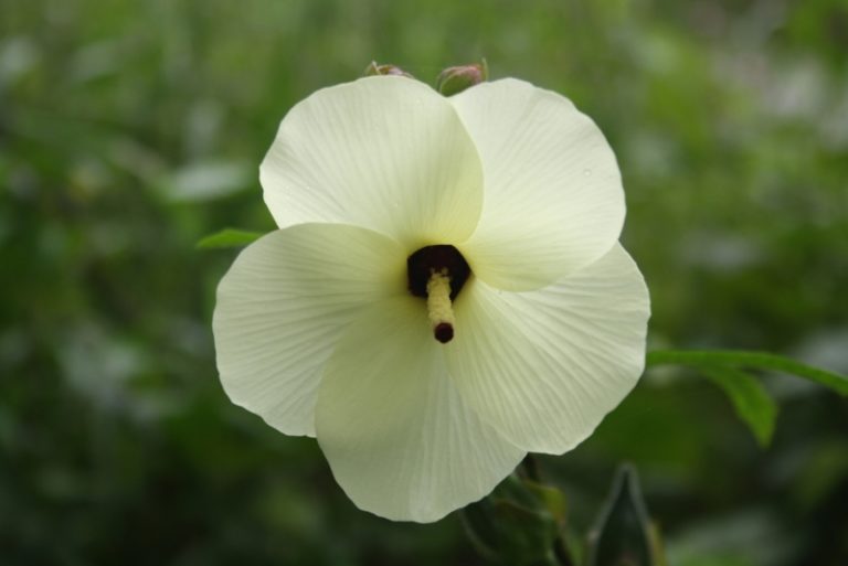 12 Perennials That Grow Well in Louisiana Garden Lovers Club