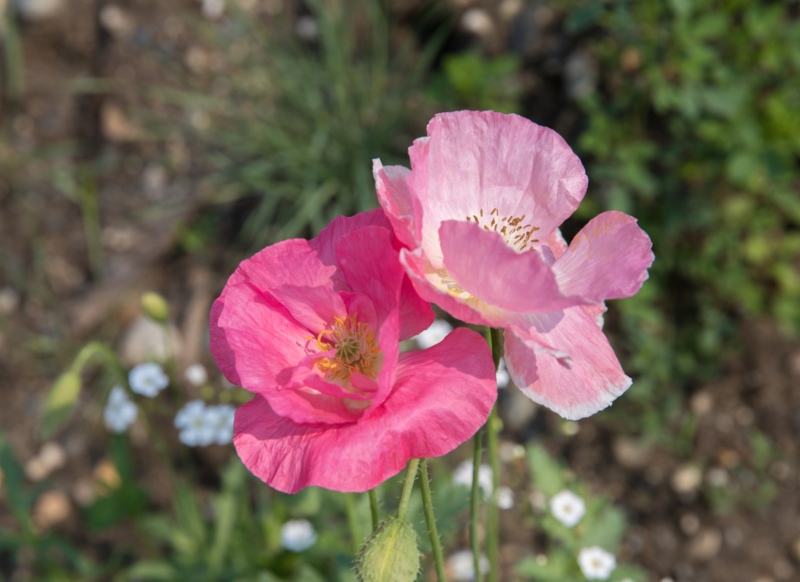 Alaska-Poppy