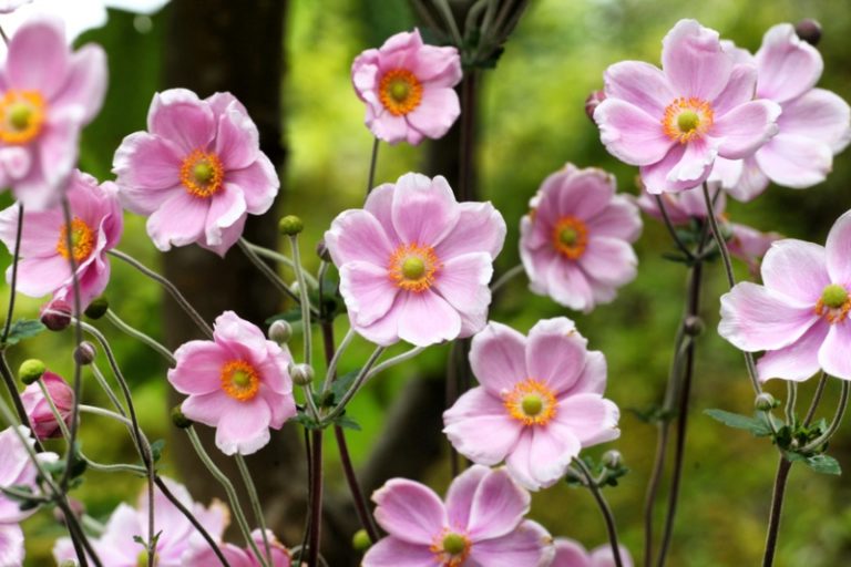 How to Plant and Grow Anemone (Growing Guide) Garden Lovers Club