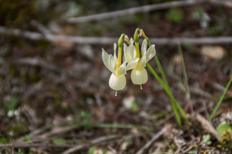 Angels-Tears-Daffodils