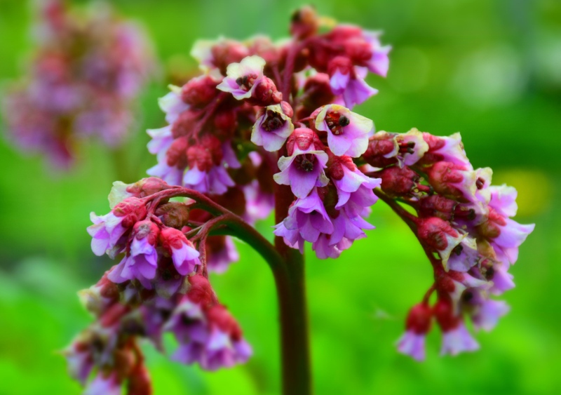 Apple-Blossom-Bergenia