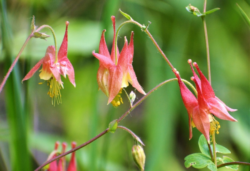 Aquilegia-canadensis