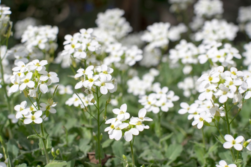 Arabis-caucasica, or rock-cress