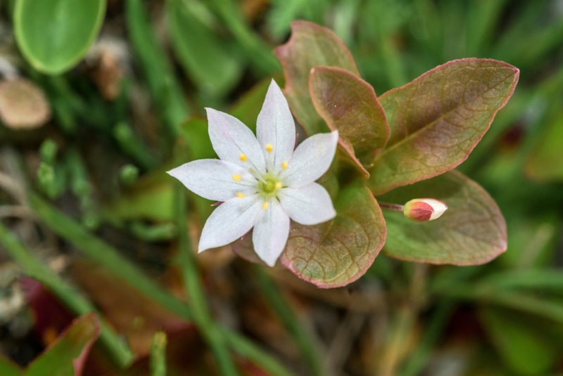 Arctic-Starflower