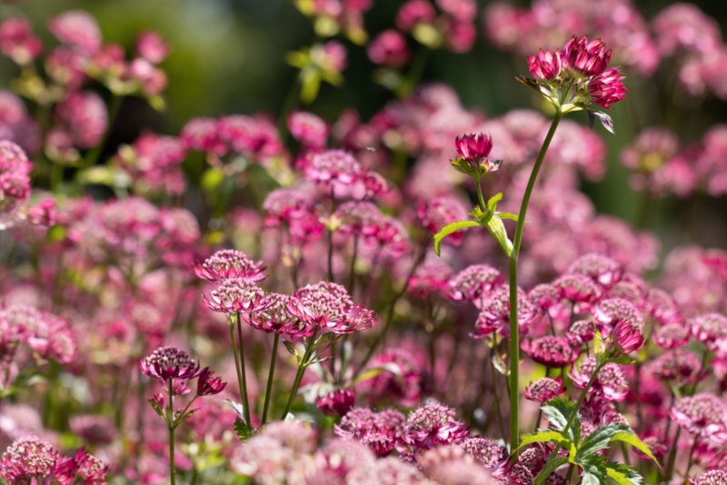 Astrantia-Abbey-Road