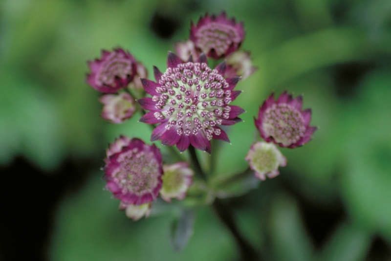 Astrantia-Moulin-Rogue