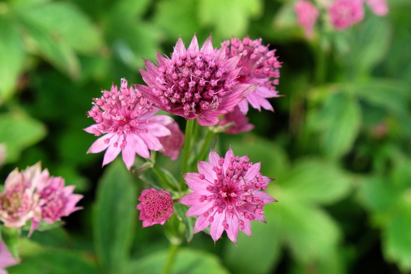 Astrantia-Roma