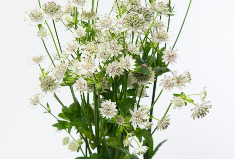 Astrantia-Star-of-Billions