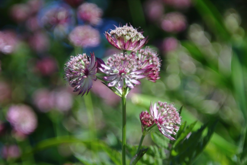 Astrantia-Star-of-Fire