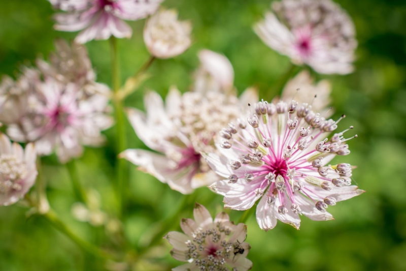 Astrantia-Star-of-Royals